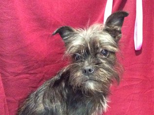 Brussels Griffon Dogs for adoption in pomona, CA, USA
