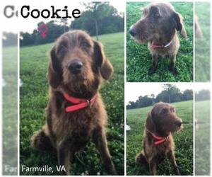 Labradoodle Dogs for adoption in Forest, VA, USA