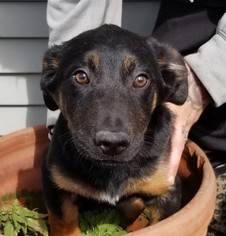 Shepradors Dogs for adoption in Seattle, WA, USA