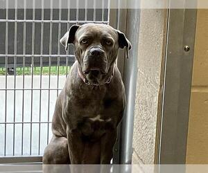 Mastiff-Unknown Mix Dogs for adoption in Orange, CA, USA