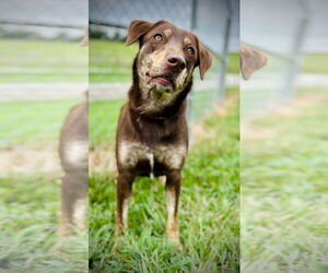 Labrador Retriever-Unknown Mix Dogs for adoption in Pacolet, SC, USA