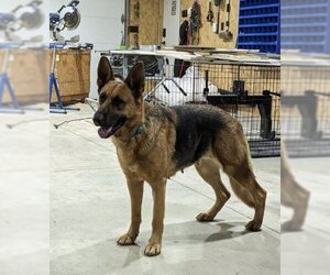 German Shepherd Dog Dogs for adoption in Columbus, IN, USA