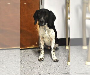 Beagle-Unknown Mix Dogs for adoption in Warrenton, VA, USA