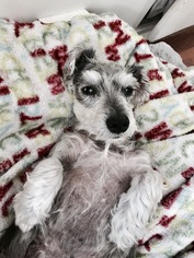 Miniature Schnauzer-Unknown Mix Dogs for adoption in Dallas, TX, USA