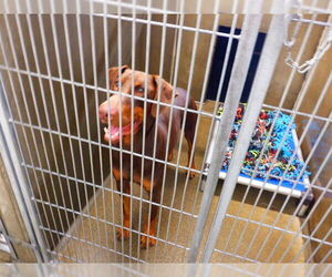 Doberman Pinscher-Unknown Mix Dogs for adoption in Oroville, CA, USA
