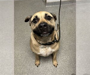 Bullmastiff-Unknown Mix Dogs for adoption in Palmetto, FL, USA