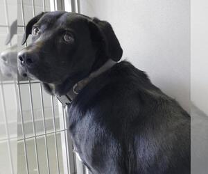 Labrador Retriever-Unknown Mix Dogs for adoption in San Antonio, TX, USA
