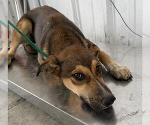 German Shepherd Dog-Unknown Mix Dogs for adoption in Bakersfield, CA, USA