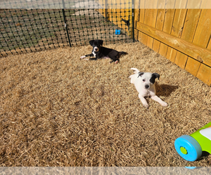 Mutt Dogs for adoption in Holly Springs, NC, USA