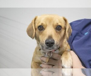 Dorgi Dogs for adoption in Mountain Home, AR, USA