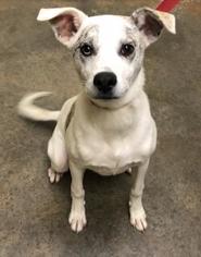 Mutt Dogs for adoption in Winchester, TN, USA