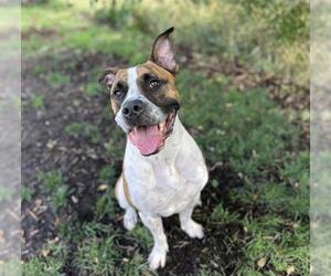 American Bulldog-Unknown Mix Dogs for adoption in Denver, CO, USA