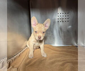 French Bulldog Dogs for adoption in Rancho Cucamonga, CA, USA