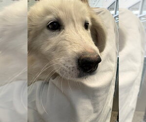Pyrenees Husky Dogs for adoption in Pueblo, CO, USA