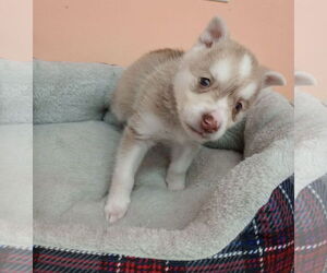 - Mix Dogs for adoption in York, SC, USA