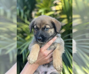 Lhasa Apso-Unknown Mix Dogs for adoption in Dana Point, CA, USA