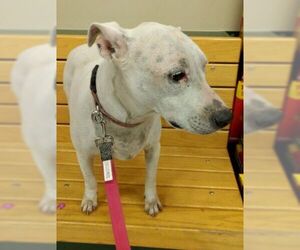 American Pit Bull Terrier-Unknown Mix Dogs for adoption in Millville, UT, USA