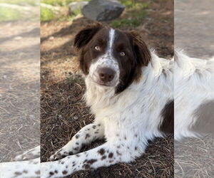 Brittany-Great Pyrenees Mix Dogs for adoption in Curwensville, PA, USA