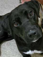 Labrador Retriever-Unknown Mix Dogs for adoption in Palatine, IL, USA