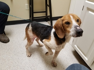 American Foxhound Dogs for adoption in Mount Vernon, AR, USA