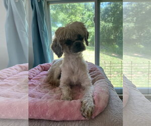 Shih Tzu-Unknown Mix Dogs for adoption in Pacolet, SC, USA