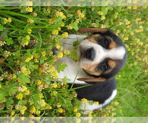 Beagle Dogs for adoption in Prague, OK, USA