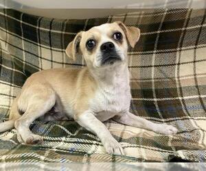 Puggle Dogs for adoption in HESPERIA, CA, USA