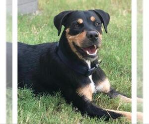 Rottweiler Dogs for adoption in Austin, TX, USA