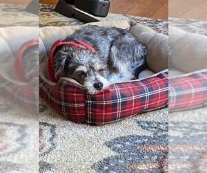 Miniature Schnauzer-Unknown Mix Dogs for adoption in Hedgesville, WV, USA