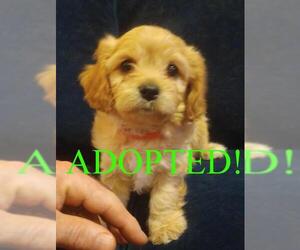 Cavachon Dogs for adoption in Westminster, MD, USA