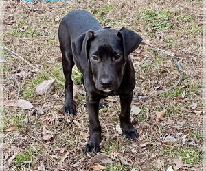 Mutt Dogs for adoption in Boston, MA, USA