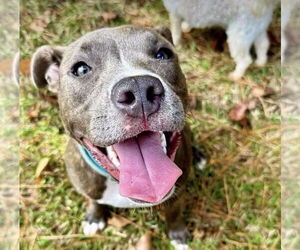 American Pit Bull Terrier-Unknown Mix Dogs for adoption in Derwood, MD, USA