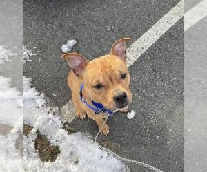 American Pit Bull Terrier Dogs for adoption in Boston, MA, USA