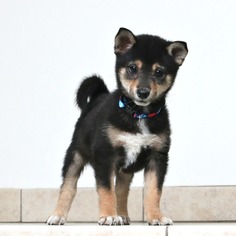 Shiba Inu Dogs for adoption in Eden Prairie, MN, USA