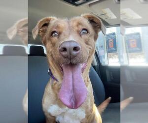 Sheprador Dogs for adoption in pomfret, CT, USA