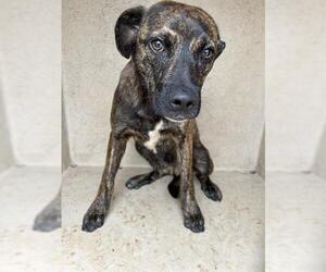 Dutch Shepherd -Unknown Mix Dogs for adoption in Oklahoma City, OK, USA