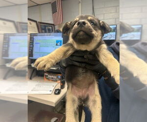 German Shepherd Dog Dogs for adoption in Stockton, CA, USA