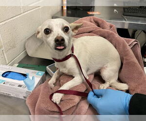 Chihuahua Dogs for adoption in San Bernardino, CA, USA