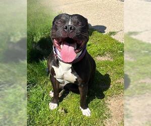 Staffordshire Bull Terrier-Unknown Mix Dogs for adoption in Akron, OH, USA