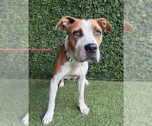 American Bulldog-Unknown Mix Dogs for adoption in Naples, FL, USA