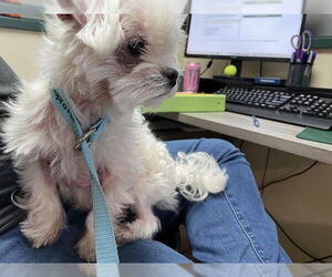 Mal-Shi Dogs for adoption in Pasadena, CA, USA