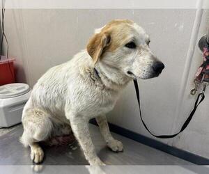 Great Pyrenees-Unknown Mix Dogs for adoption in Visalia, CA, USA