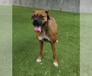 Boxer Dogs for adoption in Ellington, CT, USA