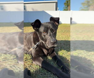 Retriever -Unknown Mix Dogs for adoption in North Myrtle Beach, SC, USA