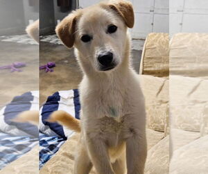 Labrador Retriever-Shiba Inu Mix Dogs for adoption in Agoura Hills, CA, USA
