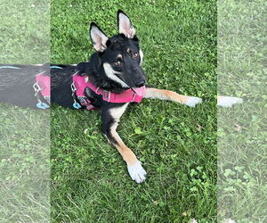 German Shepherd Dog-Unknown Mix Dogs for adoption in Milwaukie, OR, USA