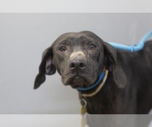 Labrador Retriever-Unknown Mix Dogs for adoption in Mountain Home, AR, USA