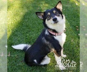 Border Collie-Unknown Mix Dogs for adoption in Irvine, CA, USA