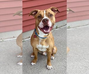 Bullboxer Pit Dogs for adoption in Fargo, ND, USA
