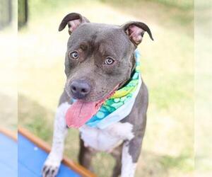 American Staffordshire Terrier Dogs for adoption in San Antonio, TX, USA